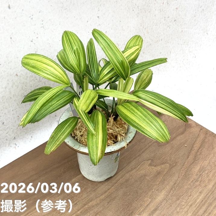 現品お届け】観音竹 カンノンチク 綾姫 あやひめ 錦鉢（K15）｜観葉10