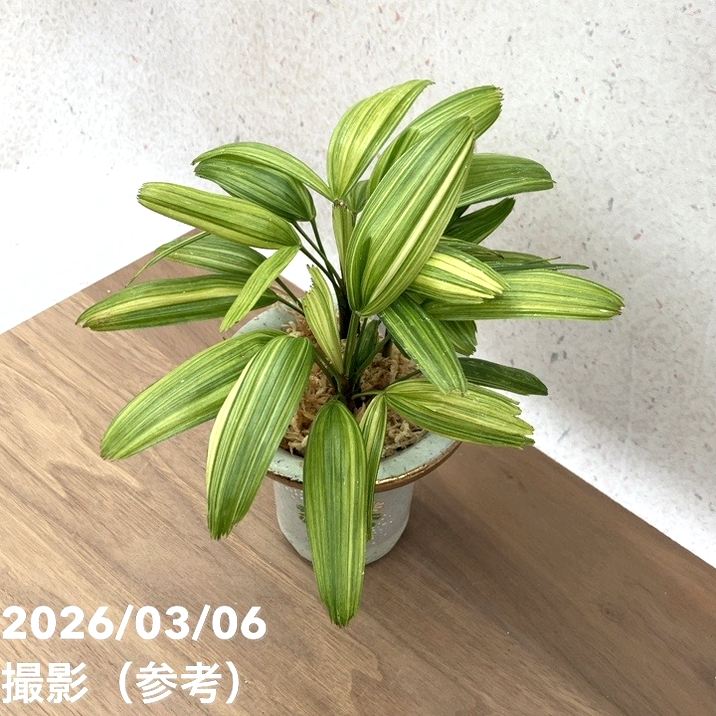現品お届け】観音竹 カンノンチク 綾姫 あやひめ 錦鉢（K15）｜観葉10