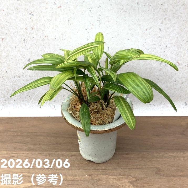 現品お届け】観音竹 カンノンチク 綾姫 あやひめ 錦鉢（K15）｜観葉10