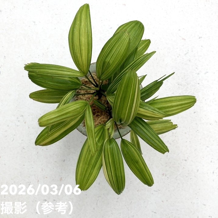 現品お届け】観音竹 カンノンチク 綾姫 あやひめ 錦鉢（K15）｜観葉10