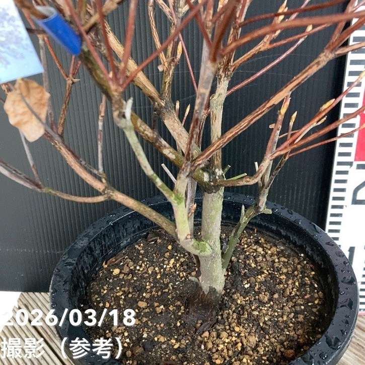 シロヤシオツツジ　　植栽込み シロヤシオツツジ（白八汐ツツジ） （7寸鉢植え） : 日本花卉ガーデン