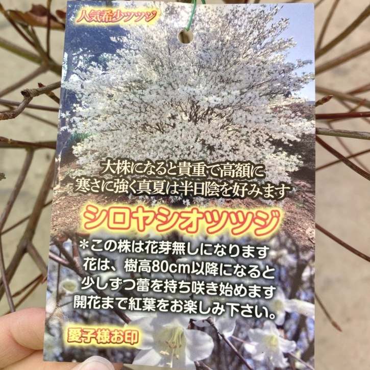 シロヤシオツツジ 楽天市場】【現品】シロヤシオツツジ（白八汐）大株 W90cm×D60cm×H90cm