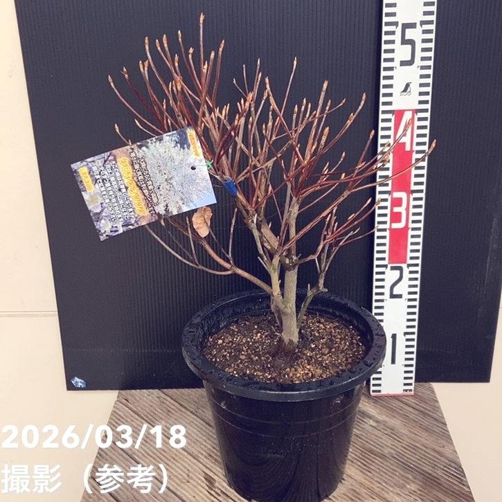 希少ツツジ シロヤシオツツジ 7号｜花木04-PA | 花木・庭木,サツキ