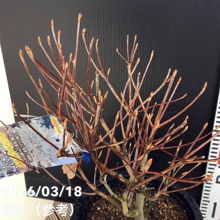 希少ツツジ シロヤシオツツジ 7号｜花木04-PA | 花木・庭木,サツキ
