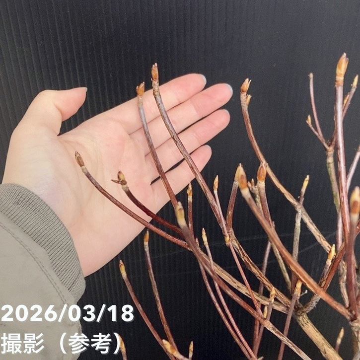 シロヤシオツツジ 希少ツツジ シロヤシオツツジ 7号｜花木04-PA | 花木・庭木,サツキ