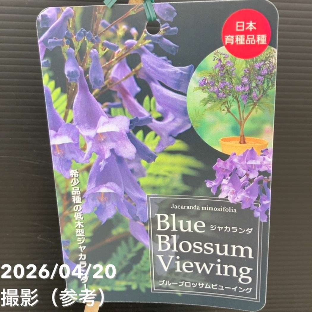 ジャカランダ ブルーブロッサムビューイング 5号|花木10-TU | 花木 ジャカランダ ブルーブロッサムビューイング 5号|花木10-TU | 花木