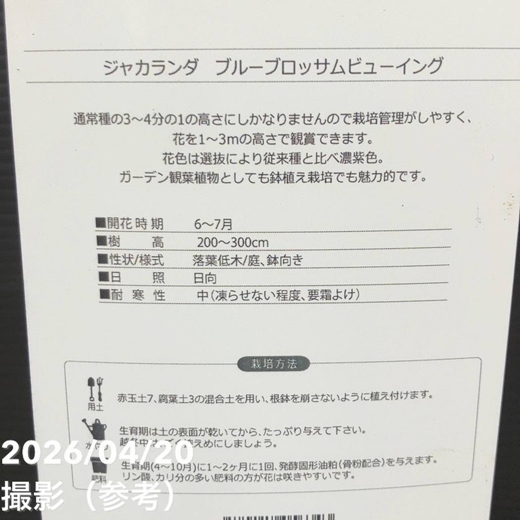 【65周年記念セール】ジャカランダ ブルーブロッサムビューイング 5号|花木10-TU