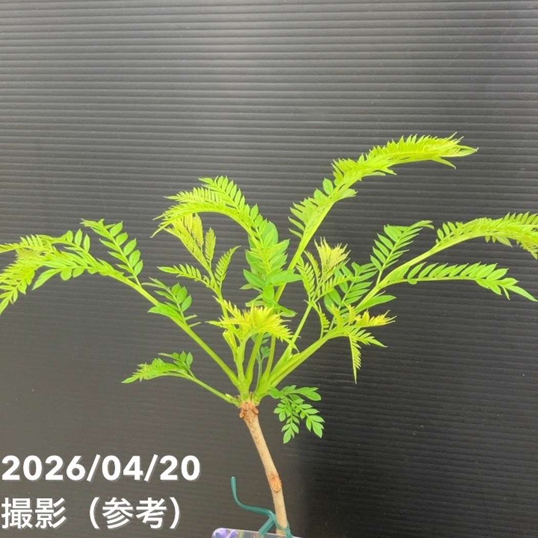 【65周年記念セール】ジャカランダ ブルーブロッサムビューイング 5号|花木10-TU