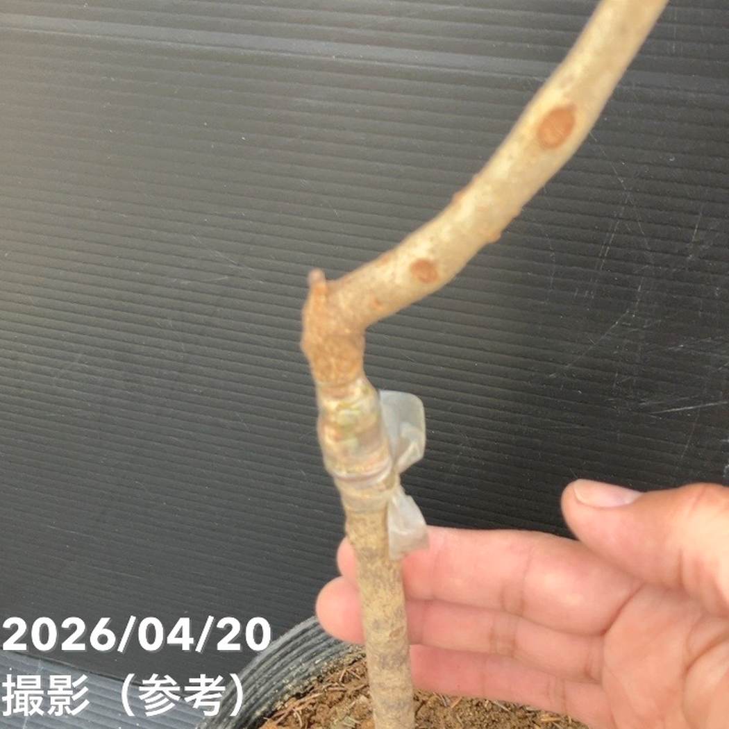 【65周年記念セール】ジャカランダ ブルーブロッサムビューイング 5号|花木10-TU