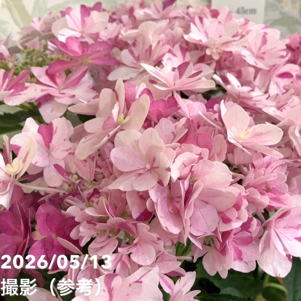 アジサイ 彩羽千織 いろはちおり ピンク 6号｜鉢花04-PA | 花木・庭木