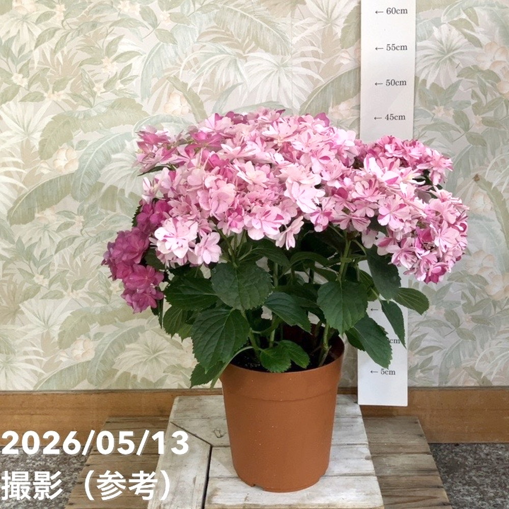 アジサイ 彩羽千織 いろはちおり ピンク 6号｜鉢花04-PA | 花木・庭木