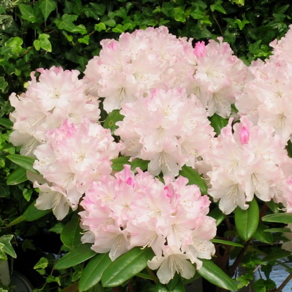 シャクナゲ7号 ウェディングブーケ 赤塚植物園自社生産 スーパーローディー シャクナゲ 6号以上の鉢植え 赤塚植物園オンライン 花の音