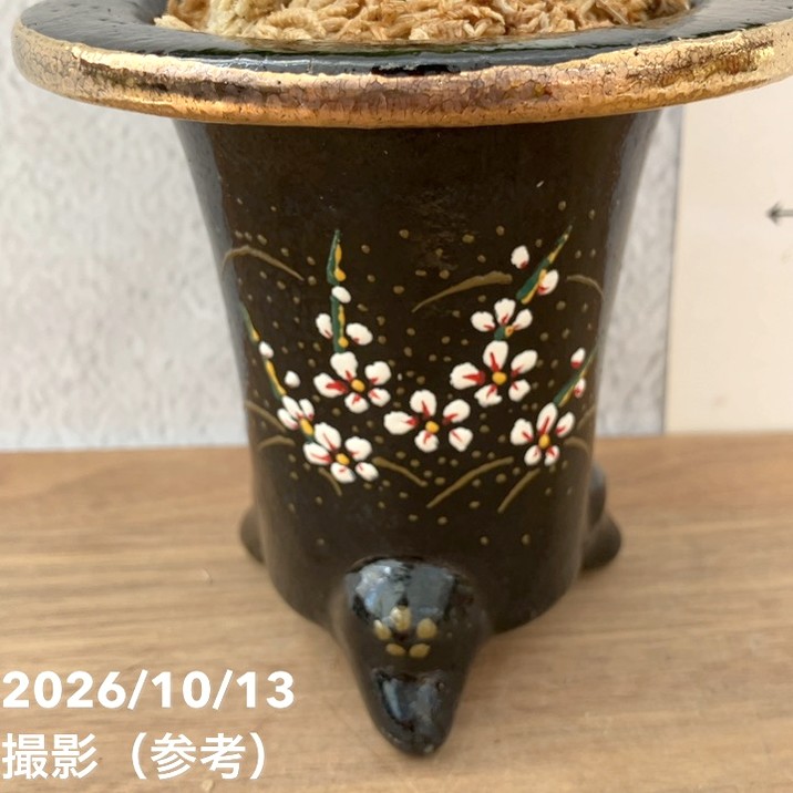 秋セール10%OFF！11/1まで】【現品お届け】豊明園 万年青 オモト 鶴の