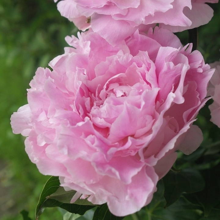 芍薬苗8株(球根のみ) （シャクヤクの球根｜タキイネット通販