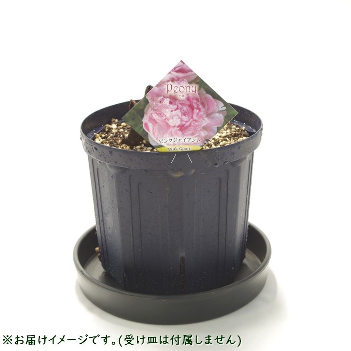芍薬 シャクヤク 7号 ピンクジャイアント｜草花10-TU | 草花,芍薬
