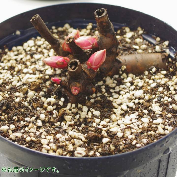 芍薬 シャクヤク 7号 ピンクジャイアント｜草花10-TU | 草花,芍薬