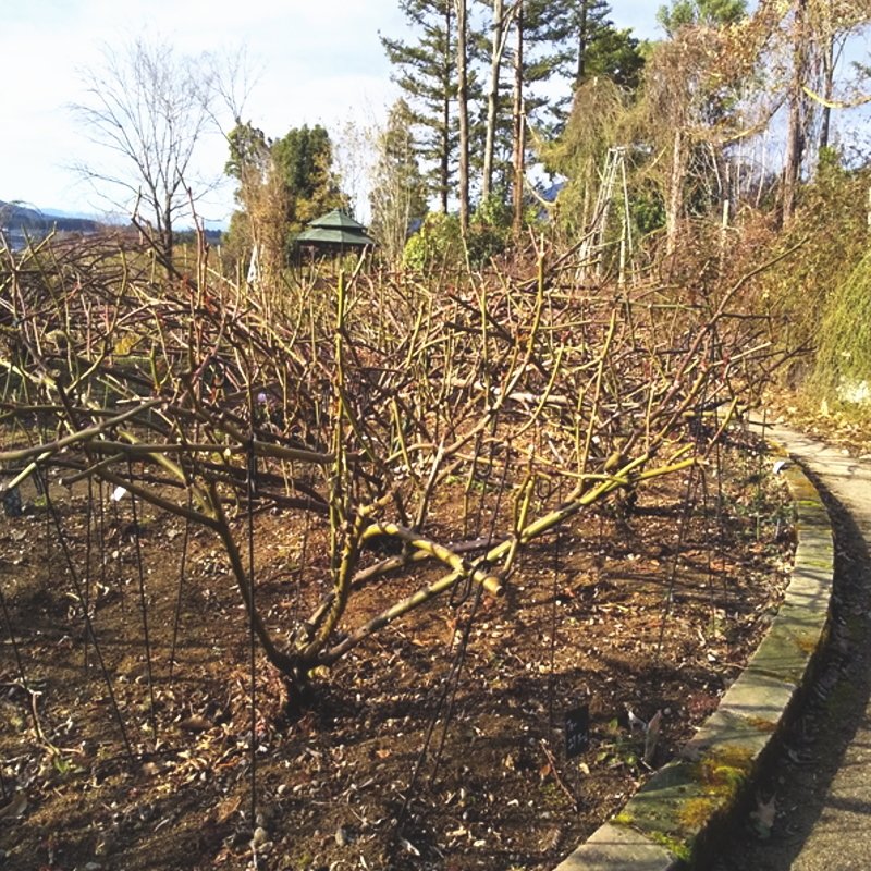 見本品   薔薇 ハンドメイド  ローズフック  お試し用 園芸用品 園芸ネット本店｜ローズフック 4cm/6cm/9cmのセット の通販【公式】