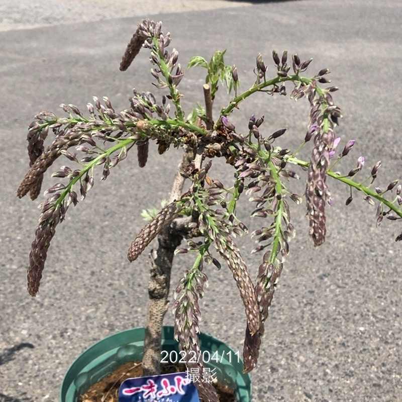 今季開花終了株＞一才フジ 7号｜花木03-D3 | 花木・庭木,藤（フジ