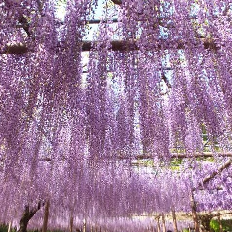 今季開花終了株＞一才フジ 7号｜花木03-D3 | 花木・庭木,藤（フジ