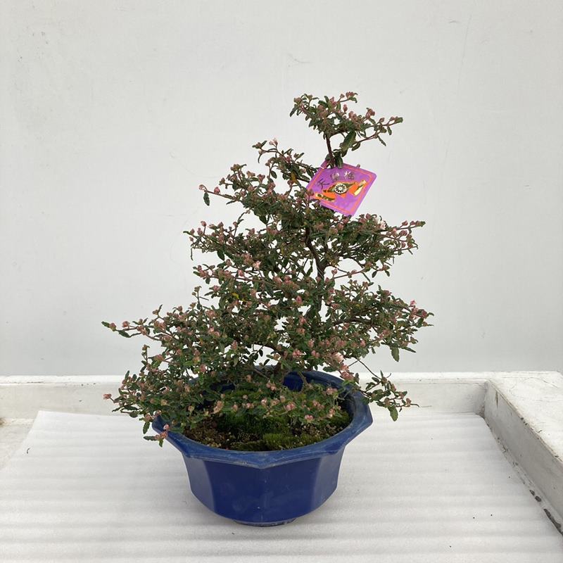 天皇梅 7号｜花木10-TU | 花木・庭木 | 赤塚植物園オンライン 花の音