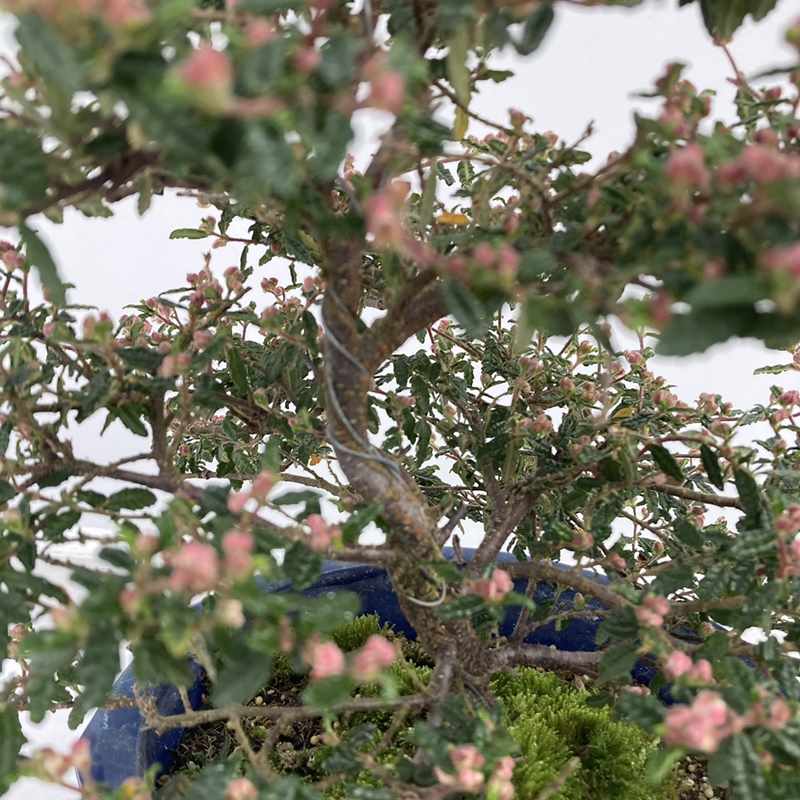 天皇梅 7号｜花木10-TU | 花木・庭木 | 赤塚植物園オンライン 花の音