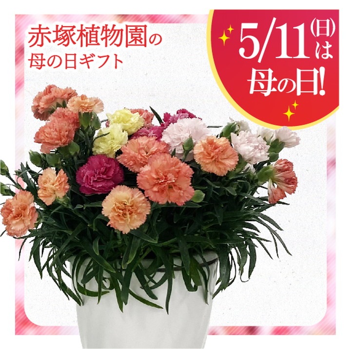 お届け5/14以降】母の日ギフト2025 カーネーション サキーネ 4色植え 5