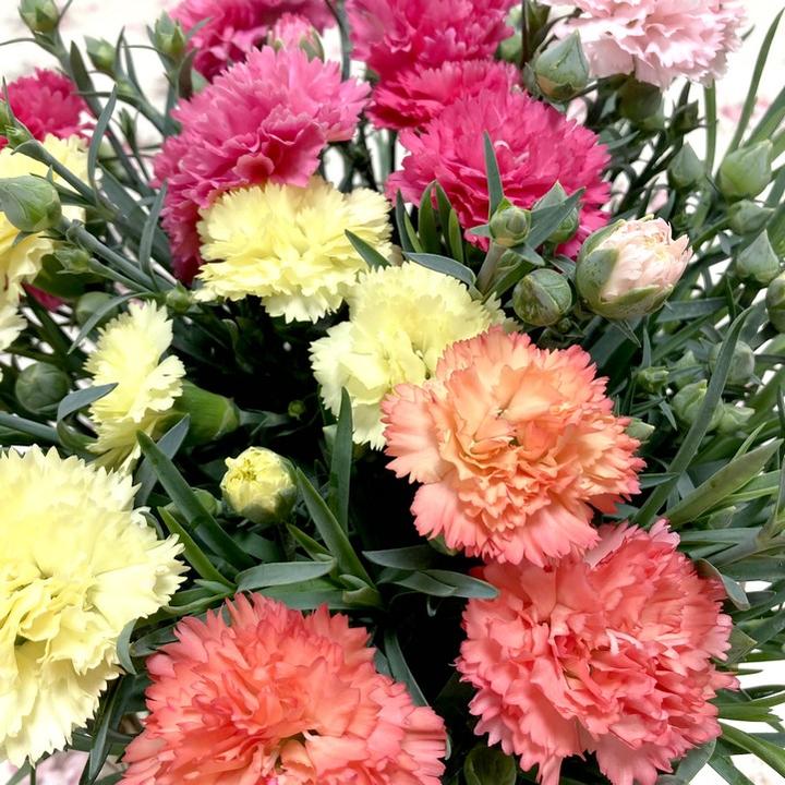 お届け5/14以降】母の日ギフト2025 カーネーション サキーネ 4色植え 5