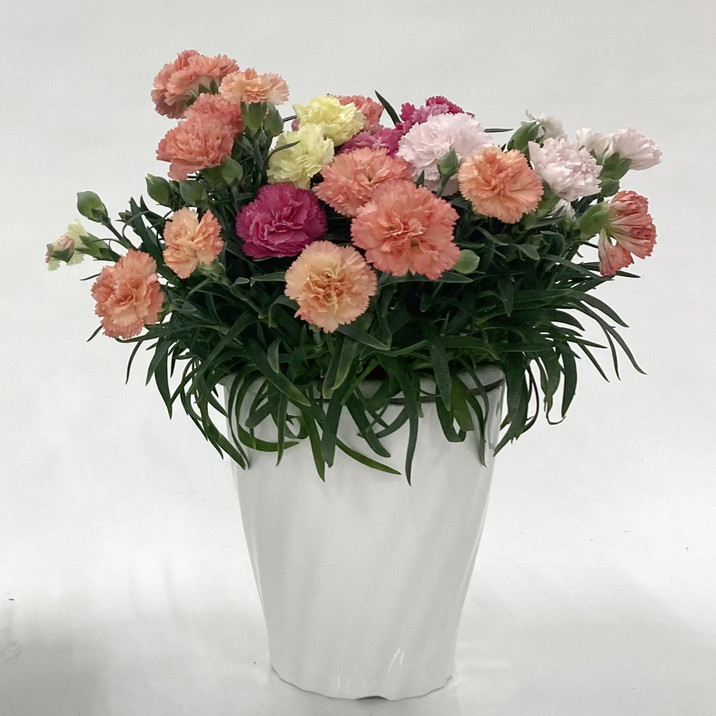 処分セール！ミニカーネーションセット 処分セール！ミニカーネーションセット