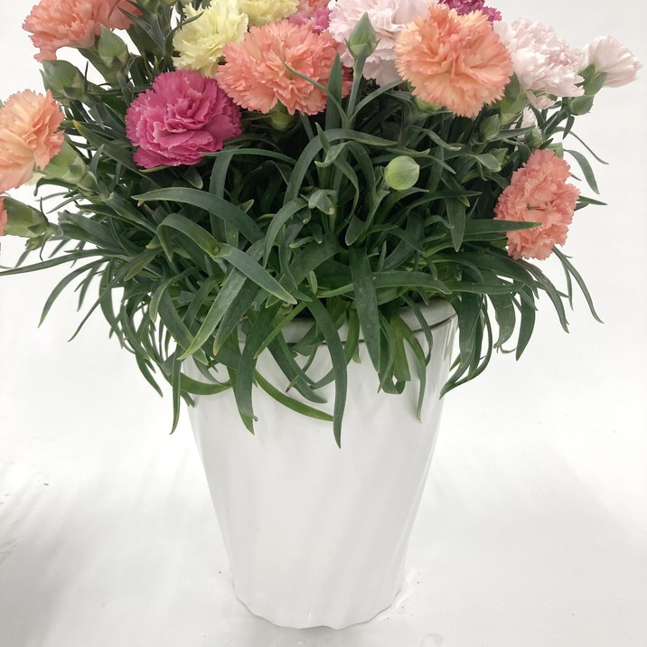 お届け5/14以降】母の日ギフト2025 カーネーション サキーネ 4色植え 5