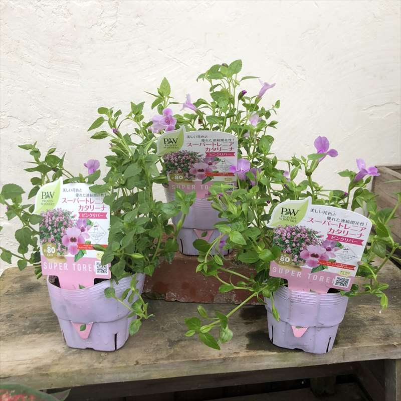 PW スーパートレニア カタリーナ ピンクリバー 3.5号×3株セット PVP