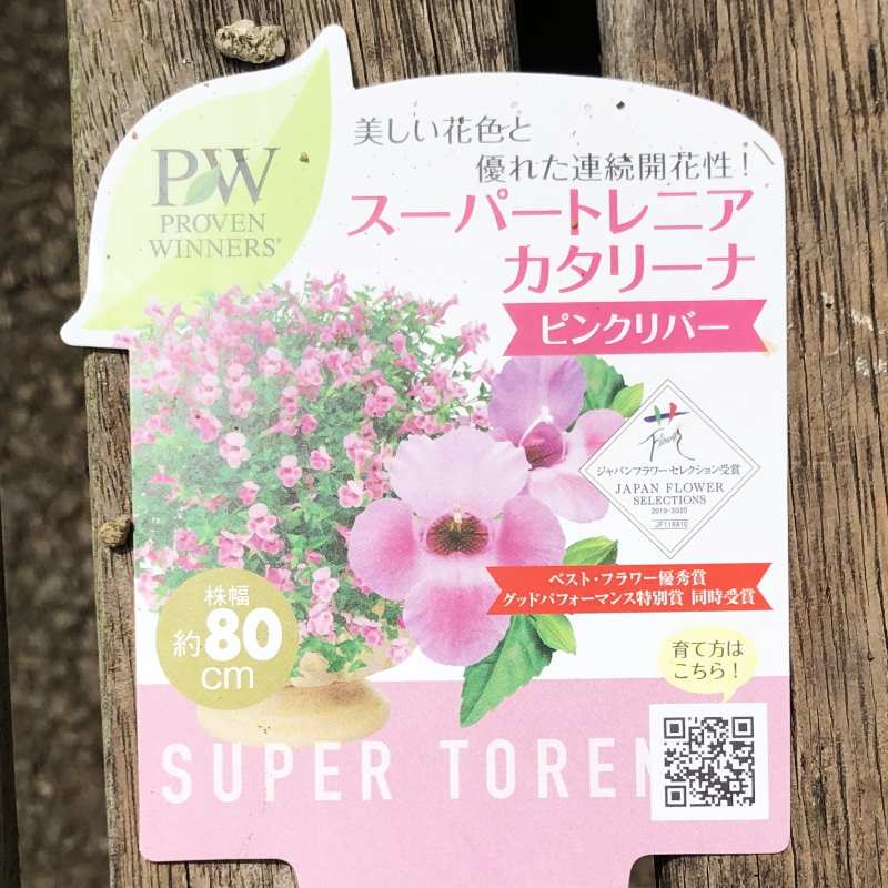 PW スーパートレニア カタリーナ ピンクリバー 3.5号×3株セット PVP