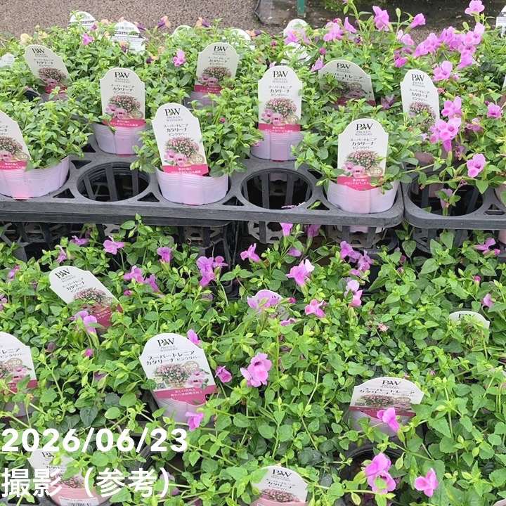 PW スーパートレニア カタリーナ ピンクリバー 3.5号×3株セット PVP