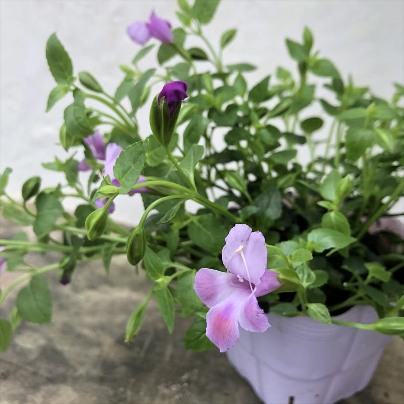 PW スーパートレニア カタリーナ ピンクリバー 3.5号×3株セット PVP