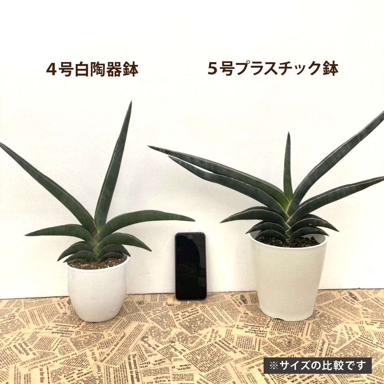 サンスベリア 5号 ロブスター 白陶器鉢仕様｜観葉02-D2 | 観葉・多肉