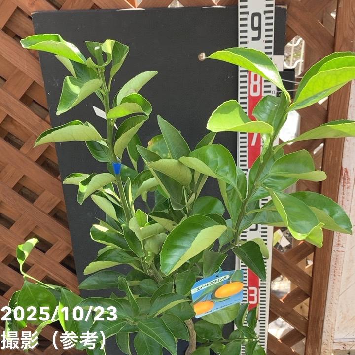 スィートスプリングスみかん苗木♪　レモンの横に✿✿✿✿✿ スィートスプリングスみかん苗木♪ レモンの横に✿✿✿✿✿ スイート