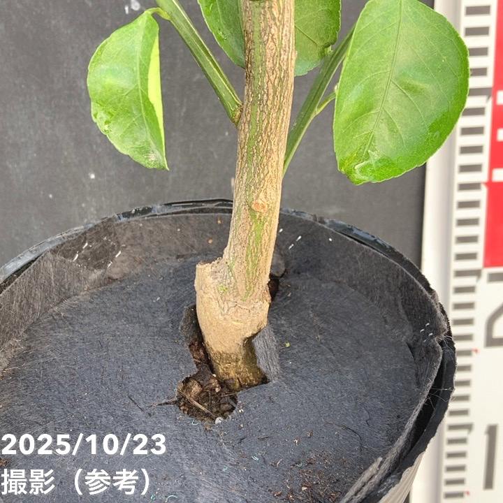 スイートスプリング 5号ロングポット 2年生苗｜柑橘｜果樹04-PA | 果樹