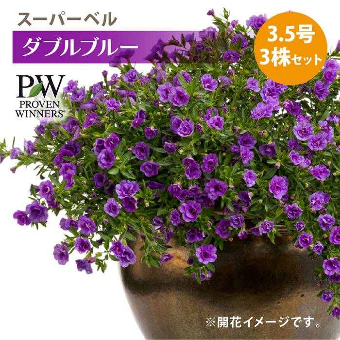 PW スーパーベル ダブルブルー 3.5号×3株セット PVP｜草花04-PA | 草花