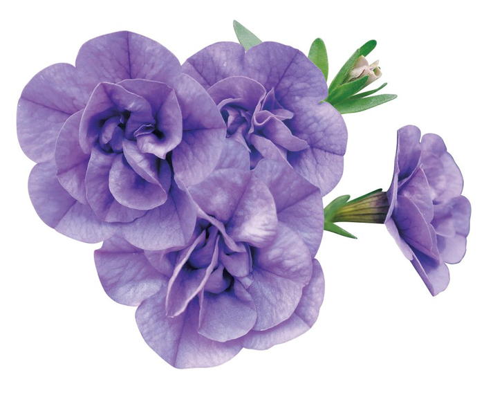 PW スーパーベル ダブルブルー 3.5号×3株セット PVP｜草花04-PA | 草花