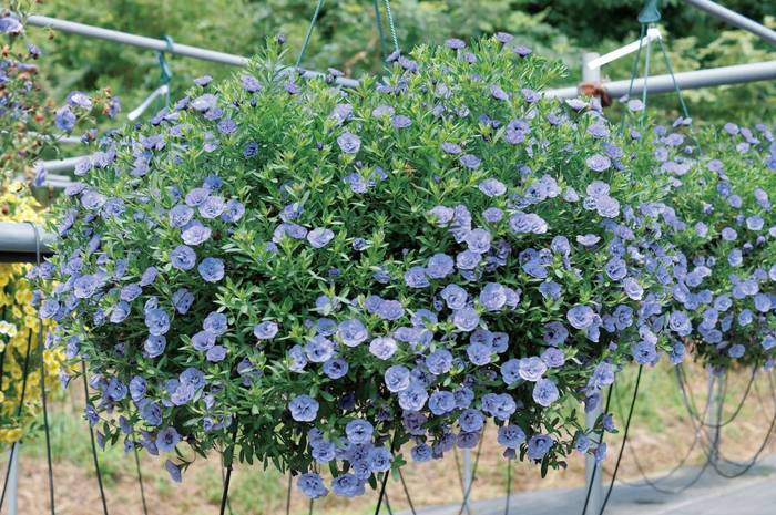 PW スーパーベル ダブルブルー 3.5号×3株セット PVP｜草花04-PA | 草花