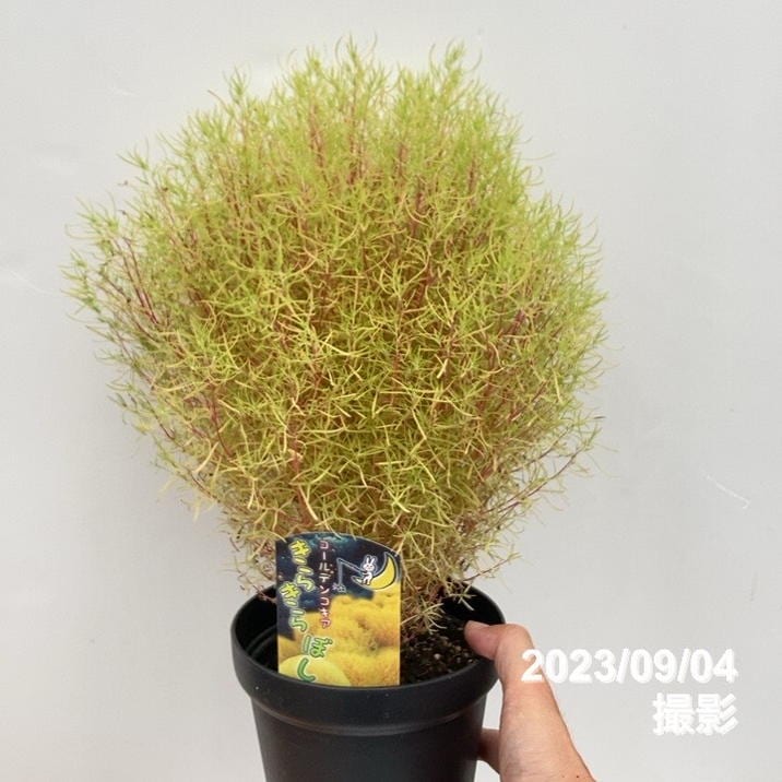 【クラウン】シャコバサボテン　赤羽＋黄羽＋バハ 　接木 シャコバサボテン接木 - Cichlid node