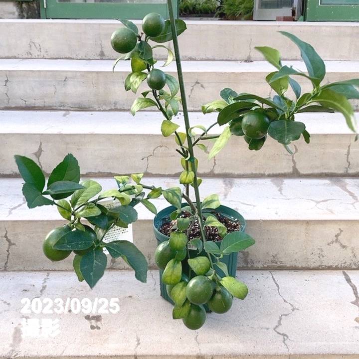 レモン　果樹　7寸鉢　実付 特価 訳あり】＜実付き4個以上＞サイパンレモン 7号スリット鉢｜果樹10