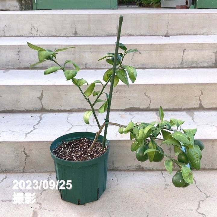 特価 訳あり】＜実付き4個以上＞サイパンレモン 7号スリット鉢｜果樹10