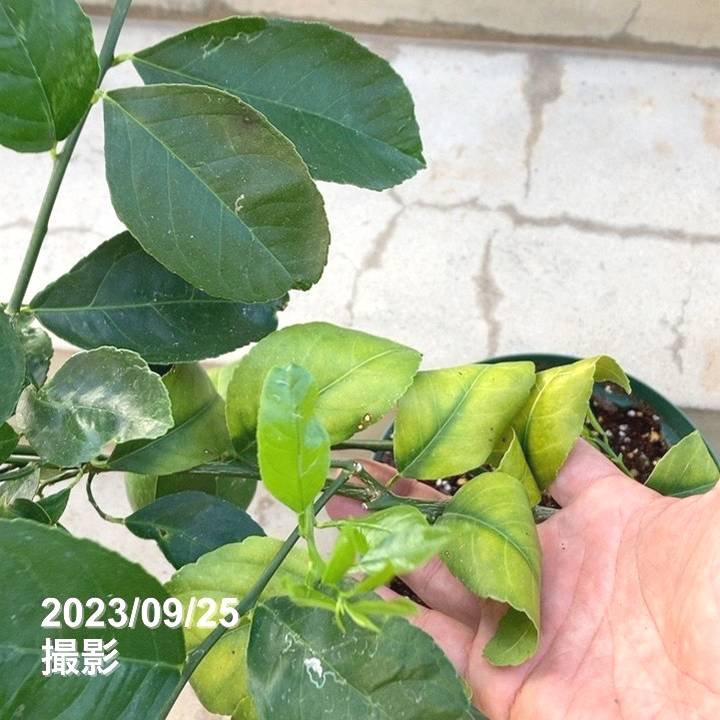 特価 訳あり】＜実付き4個以上＞サイパンレモン 7号スリット鉢｜果樹10