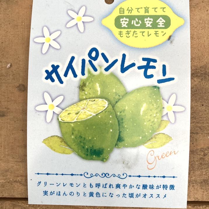 特価 訳あり】＜実付き4個以上＞サイパンレモン 7号スリット鉢