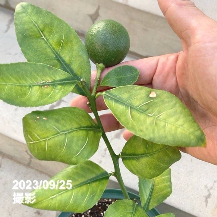 特価 訳あり】＜実付き4個以上＞サイパンレモン 7号スリット鉢｜果樹10