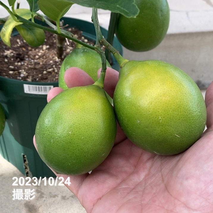 レモン　果樹　7寸鉢　実付 特価 訳あり】＜実付き4個以上＞サイパンレモン 7号スリット鉢