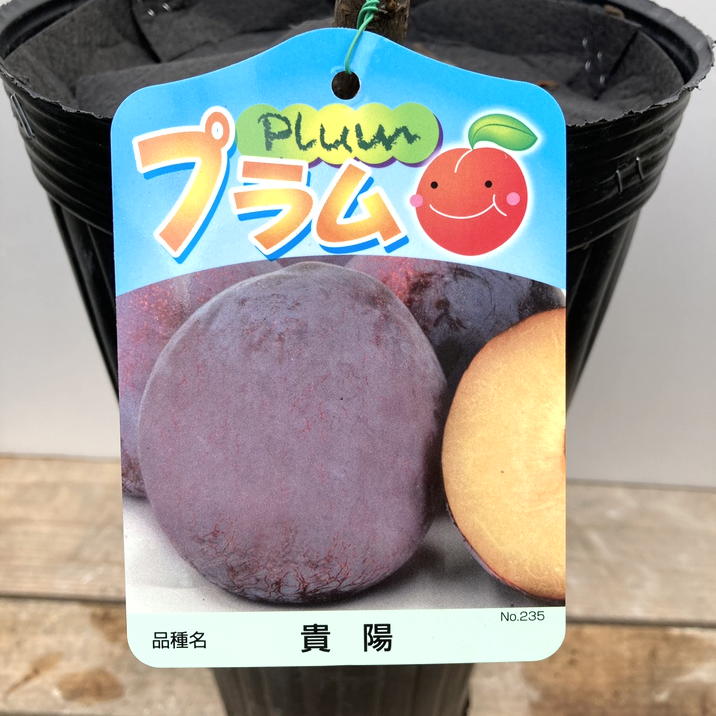 プラム ジャンボスモモ貴陽 5号ロングポット|果樹04-PA