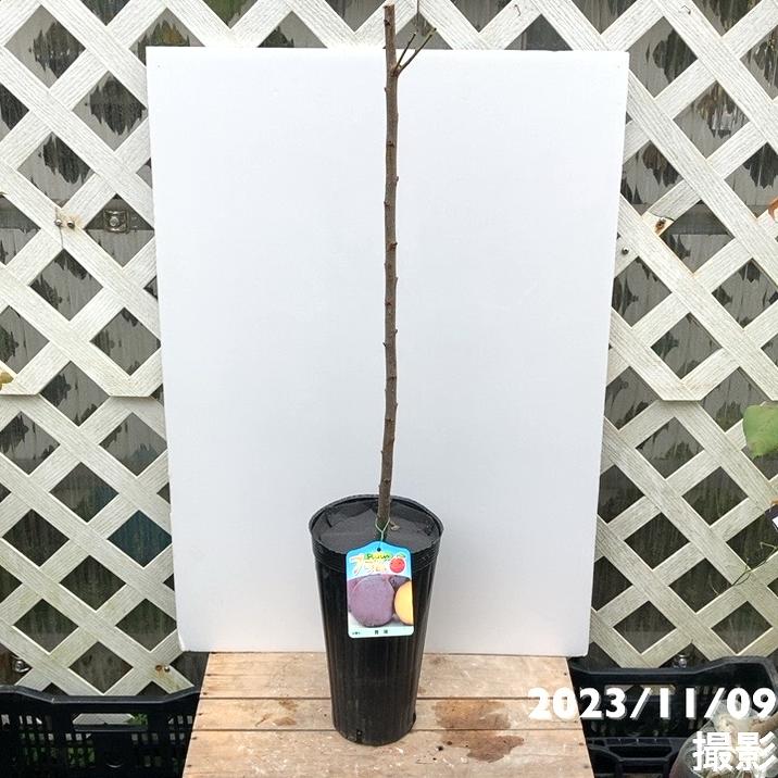 プラム ジャンボスモモ貴陽 5号ロングポット|果樹04-PA