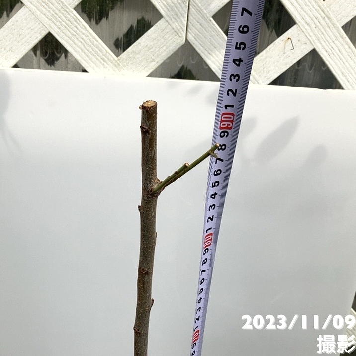 プラム ジャンボスモモ貴陽 5号ロングポット|果樹04-PA