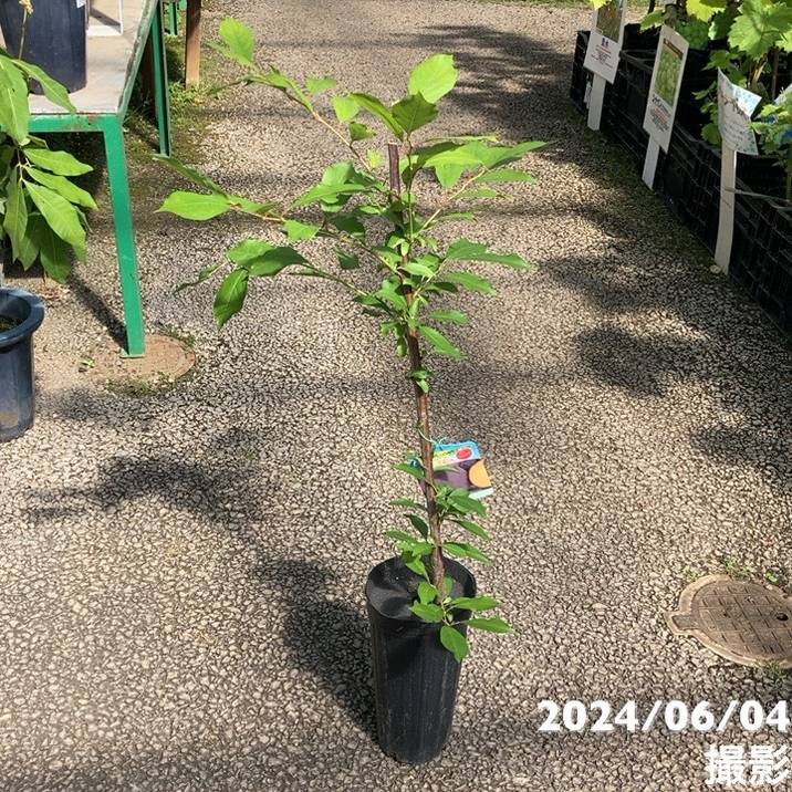 プラム ジャンボスモモ貴陽 5号ロングポット|果樹04-PA